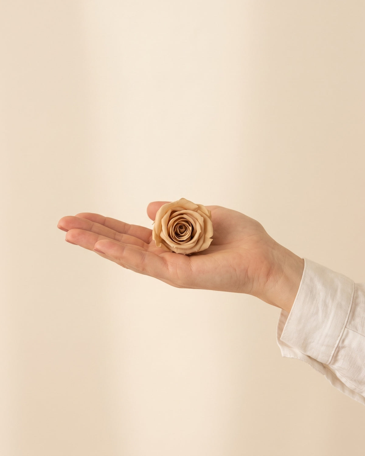 Una cabeza de rosa preservada nude en la mano, para ver su tamaño