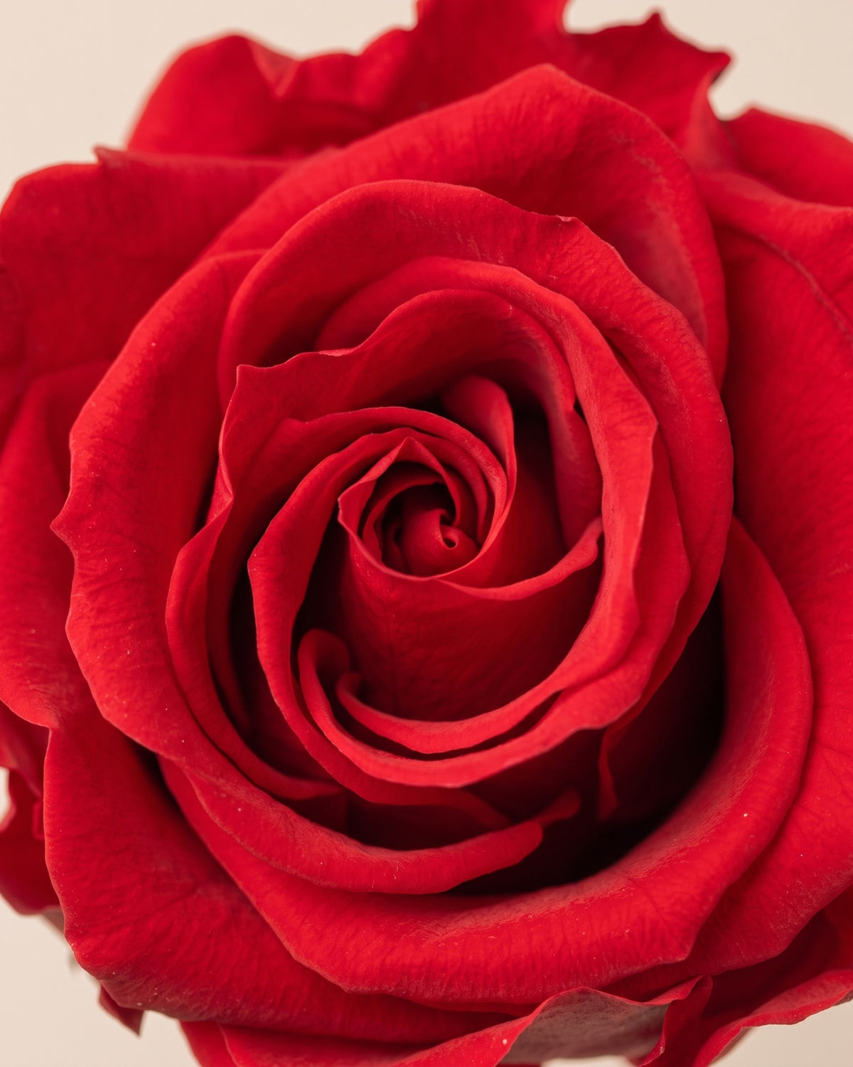 Detalle de los pétalos de la rosa preservada roja