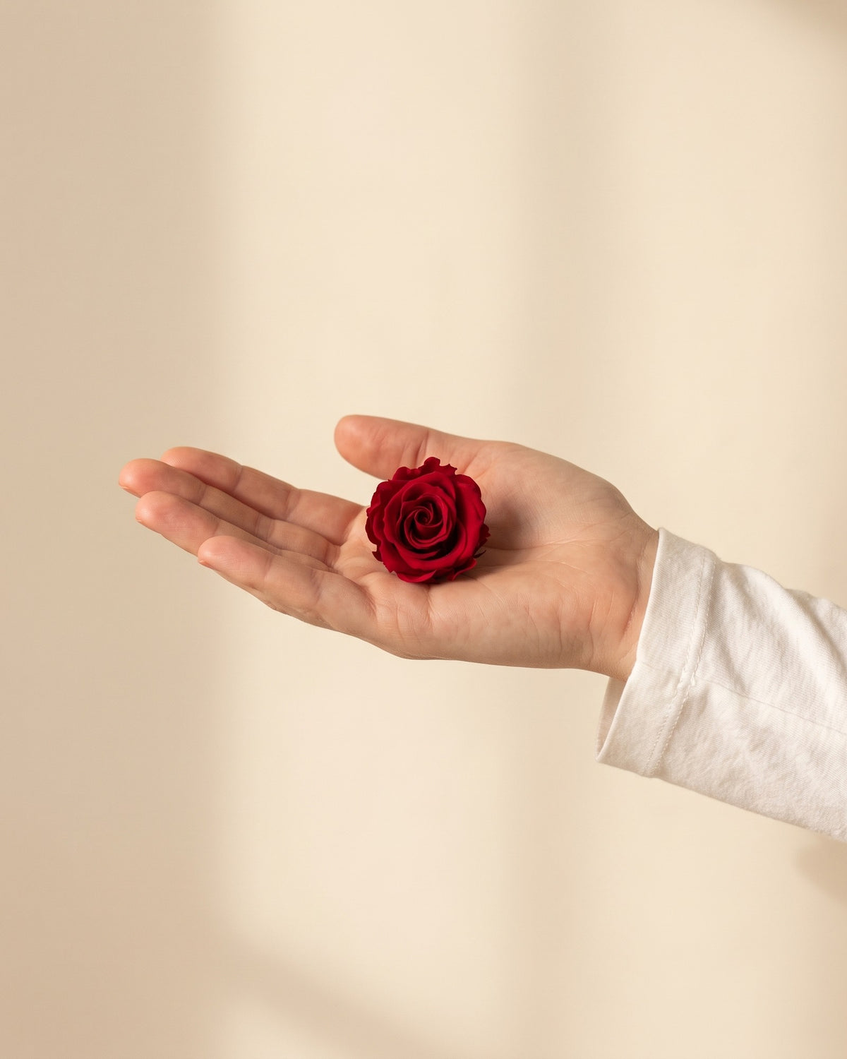 Una cabeza de rosa preservada roja en la mano, para ver su tamaño