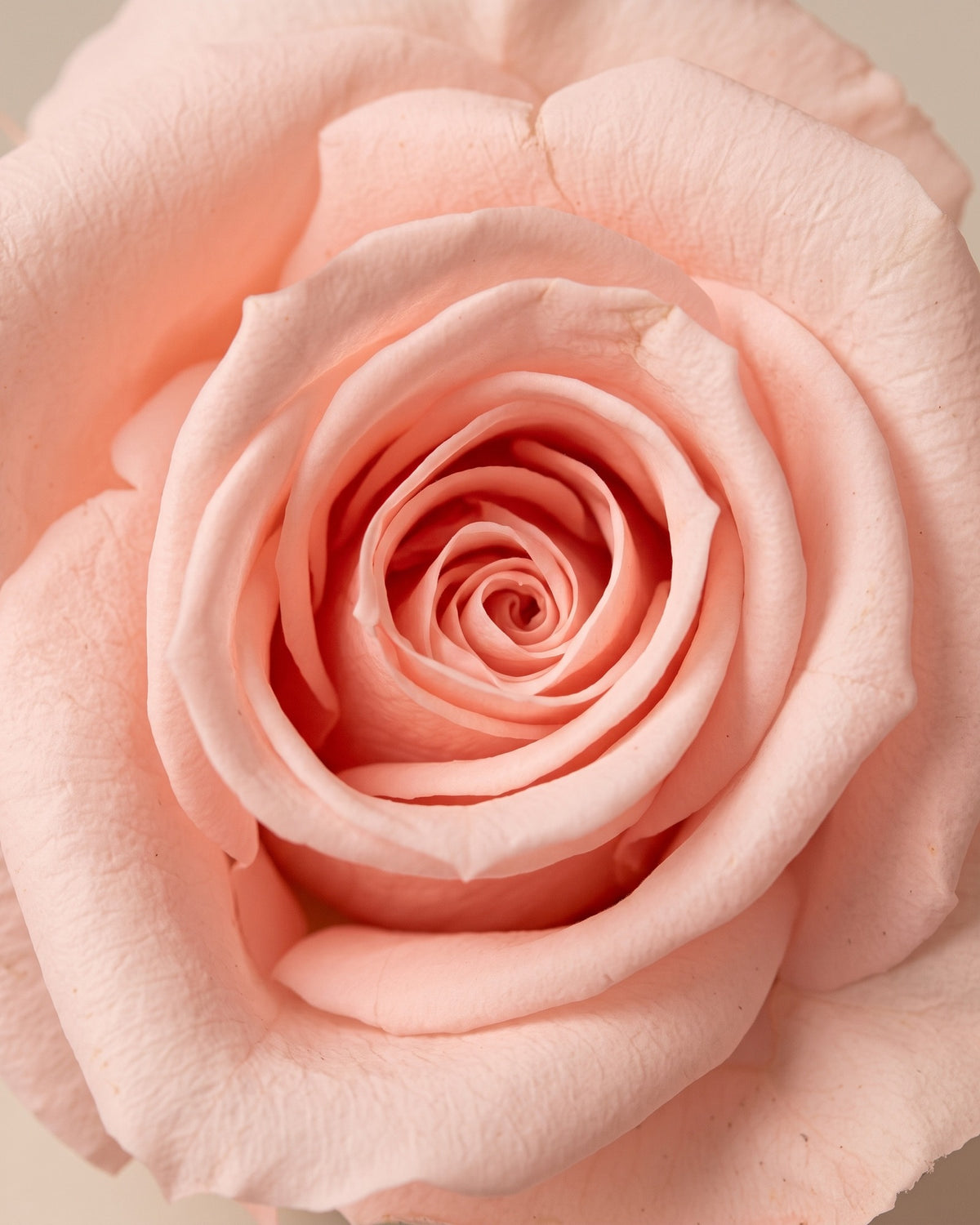 Detalle de los pétalos de la rosa preservada rosa clara