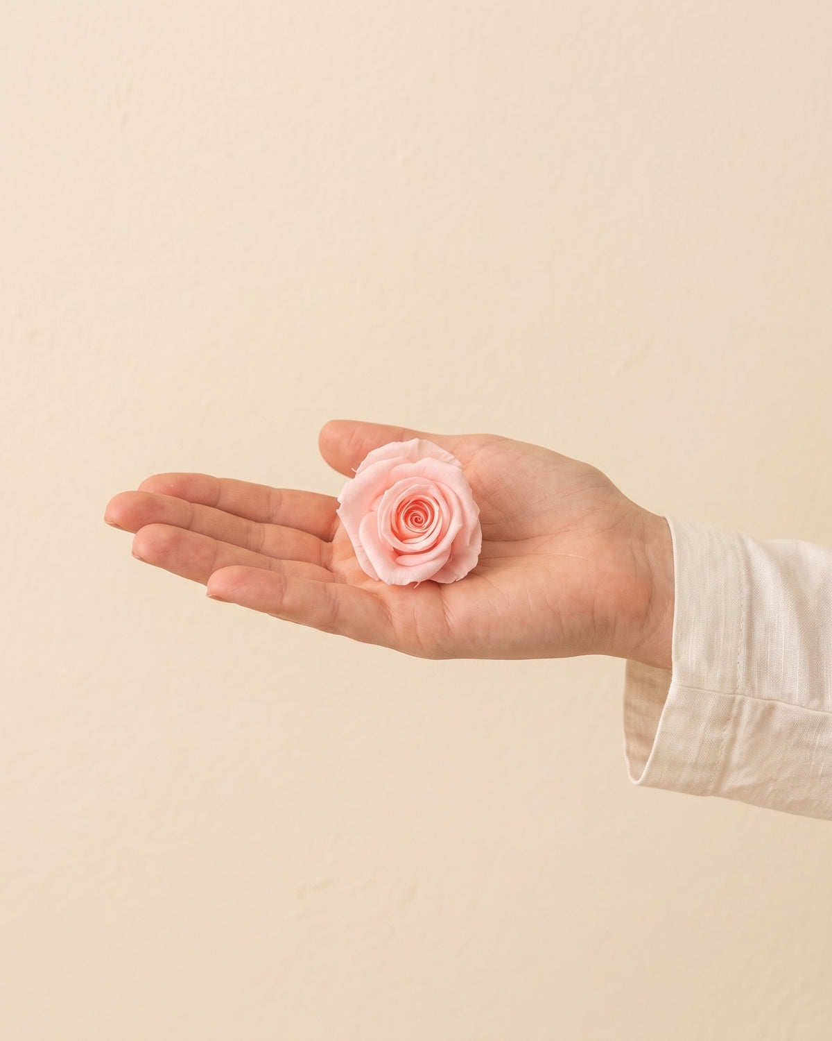 Una cabeza de rosa preservada rosa clara en la mano, para ver su tamaño