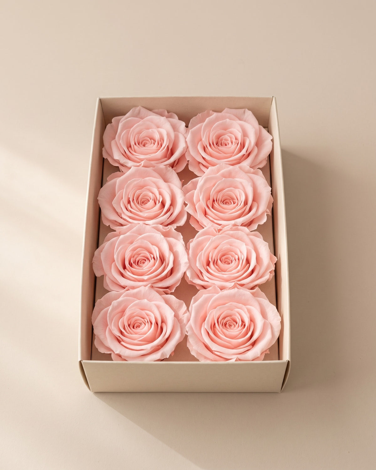 Cabezas de rosa preservada rosa clara (Inés) en una caja abierta