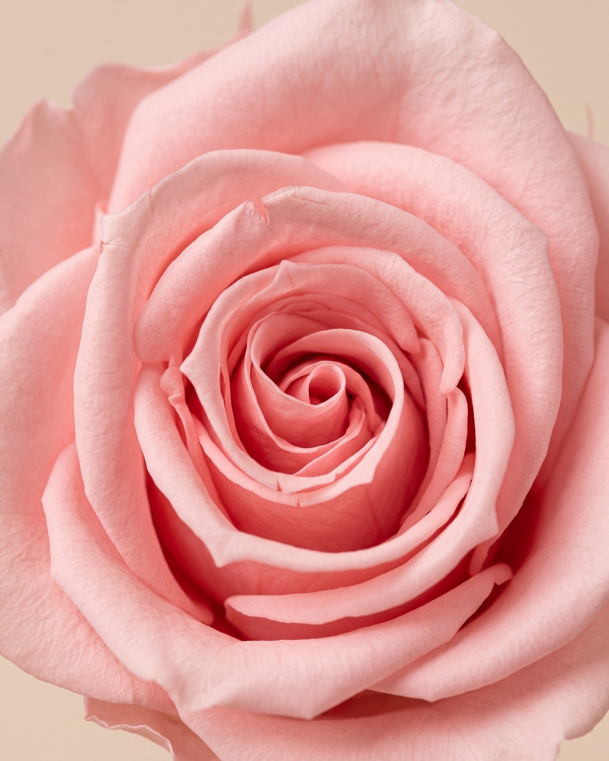 Detalle de los pétalos de la rosa preservada rosa