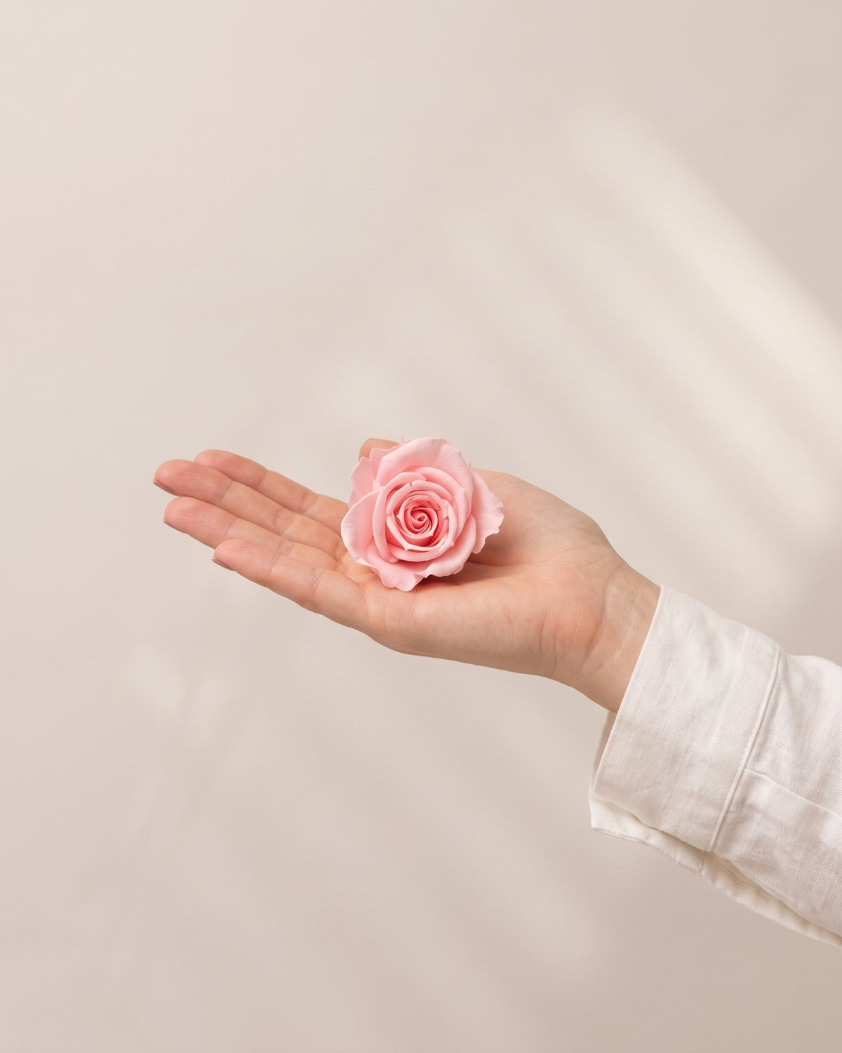 Una cabeza de rosa preservada rosa en la mano, para ver su tamaño