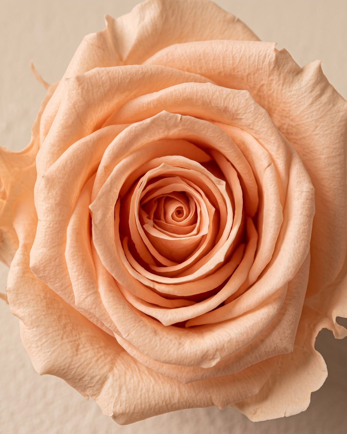 Detalle de los pétalos de la rosa preservada salmón