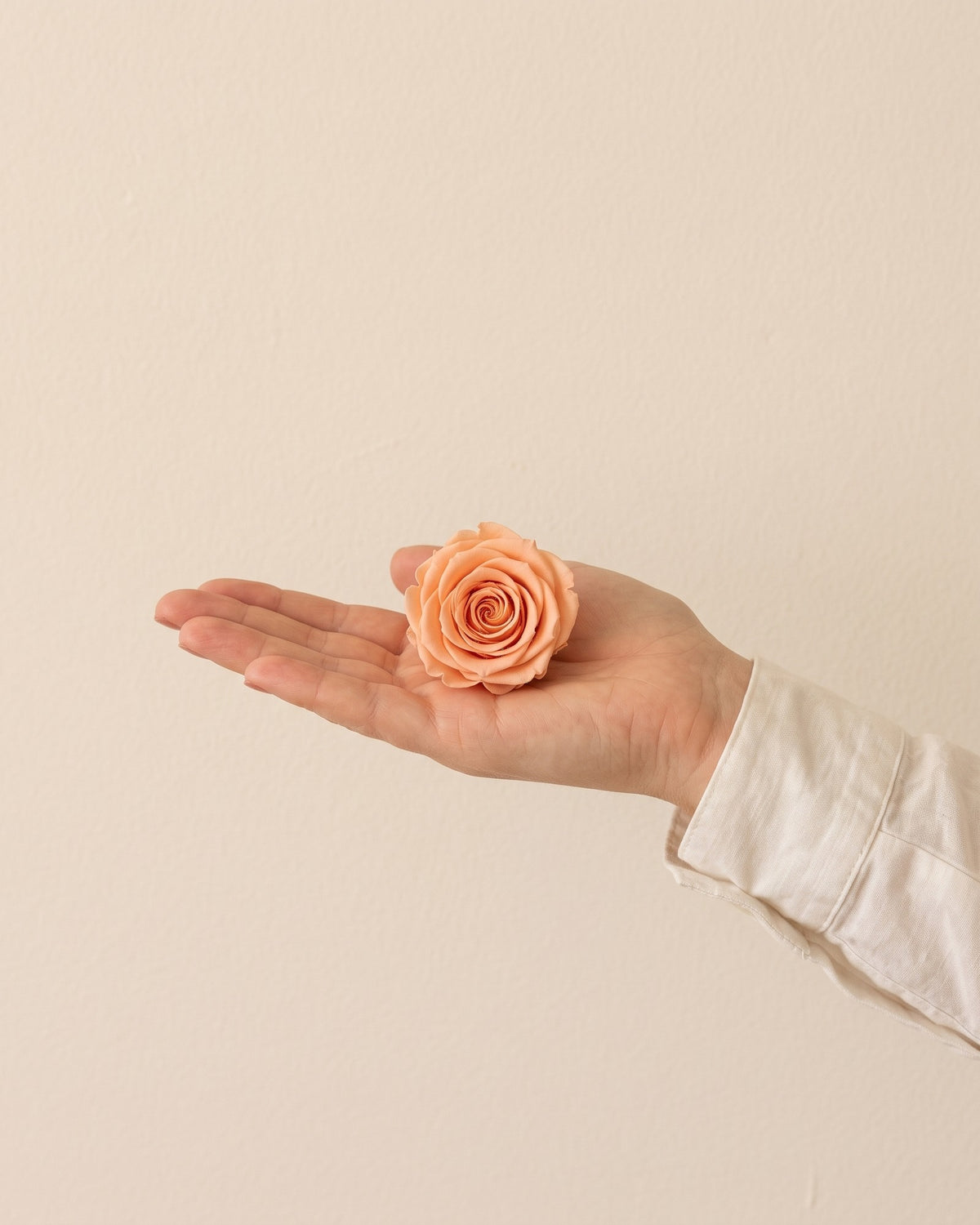 Una cabeza de rosa preservada salmón en la mano, para ver su tamaño