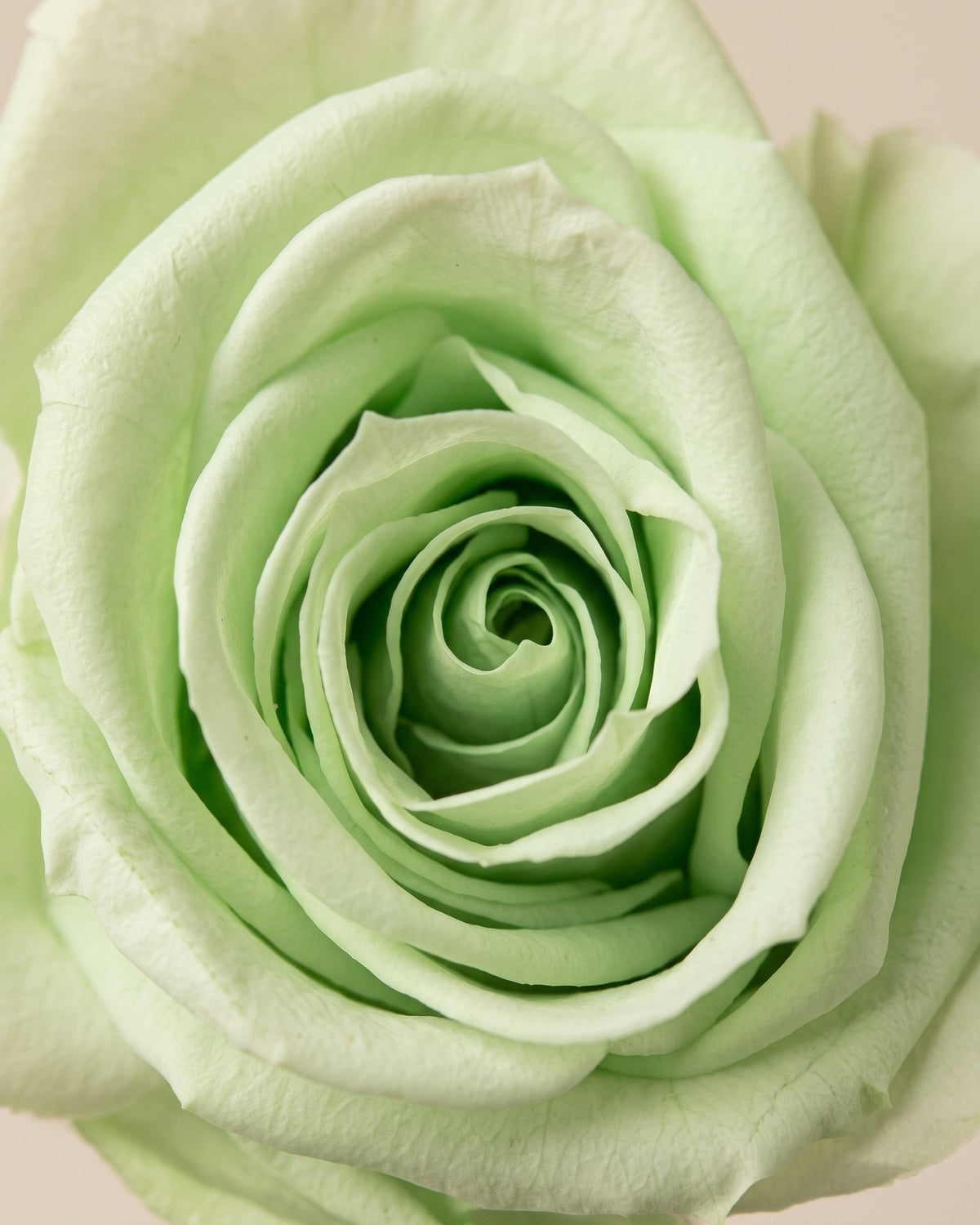Detalle de los pétalos de la rosa preservada verde clara