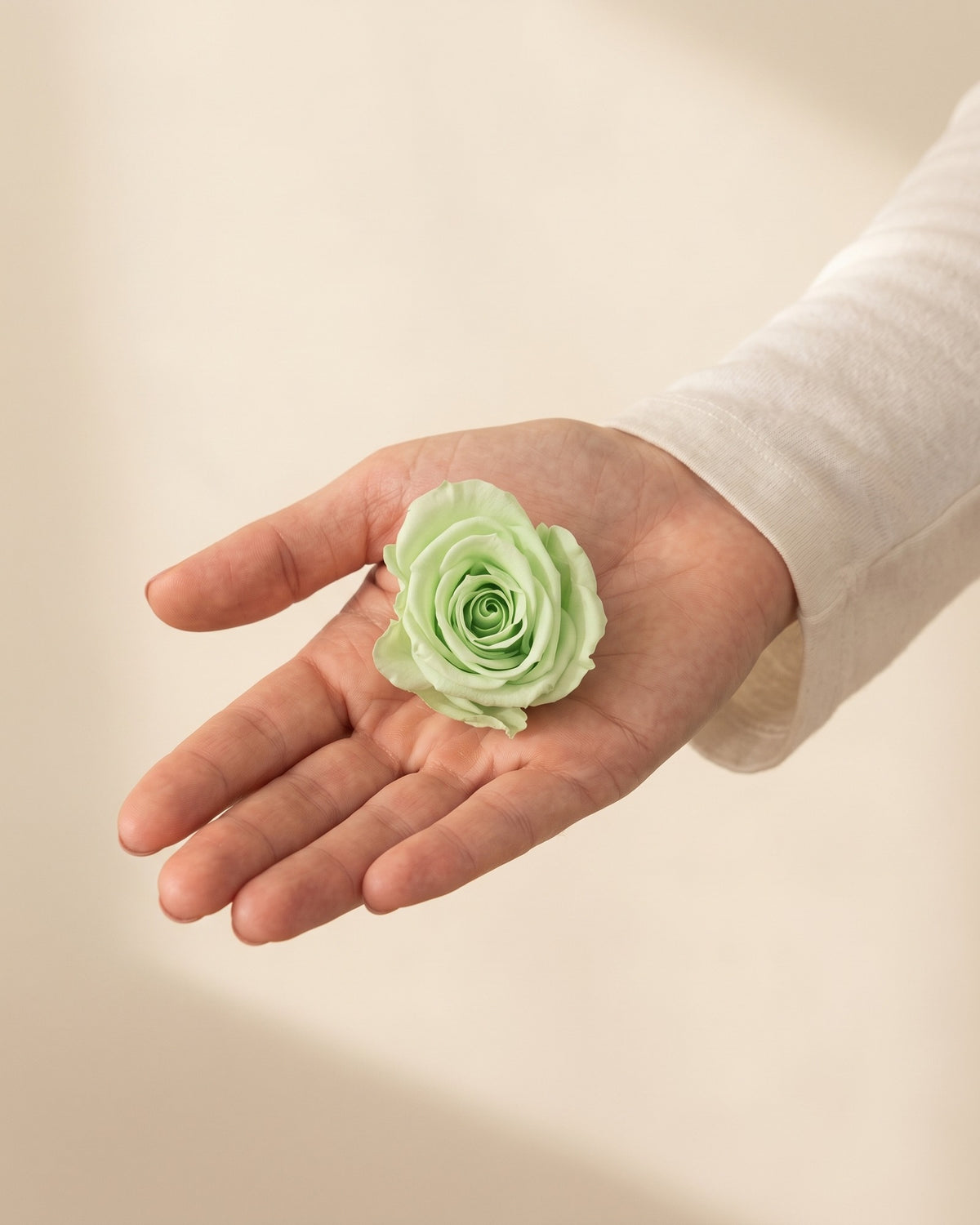 Una cabeza de rosa preservada verde clara en la mano, para ver su tamaño