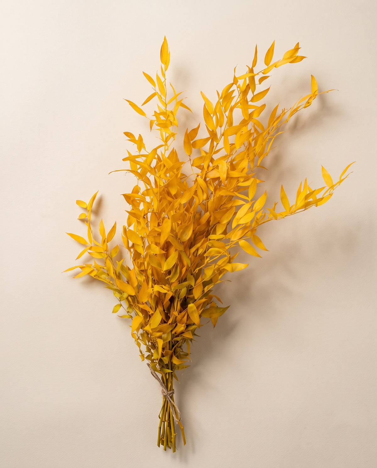 Ruscus preservado amarillo, mazo visto desde arriba