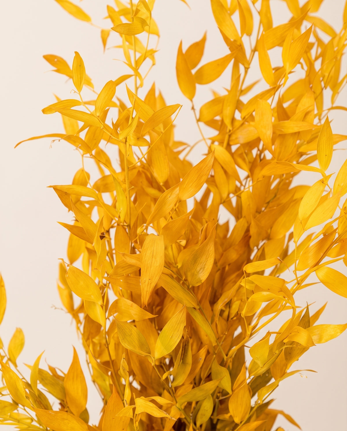 Detalle de cerca de ruscus preservado amarillo