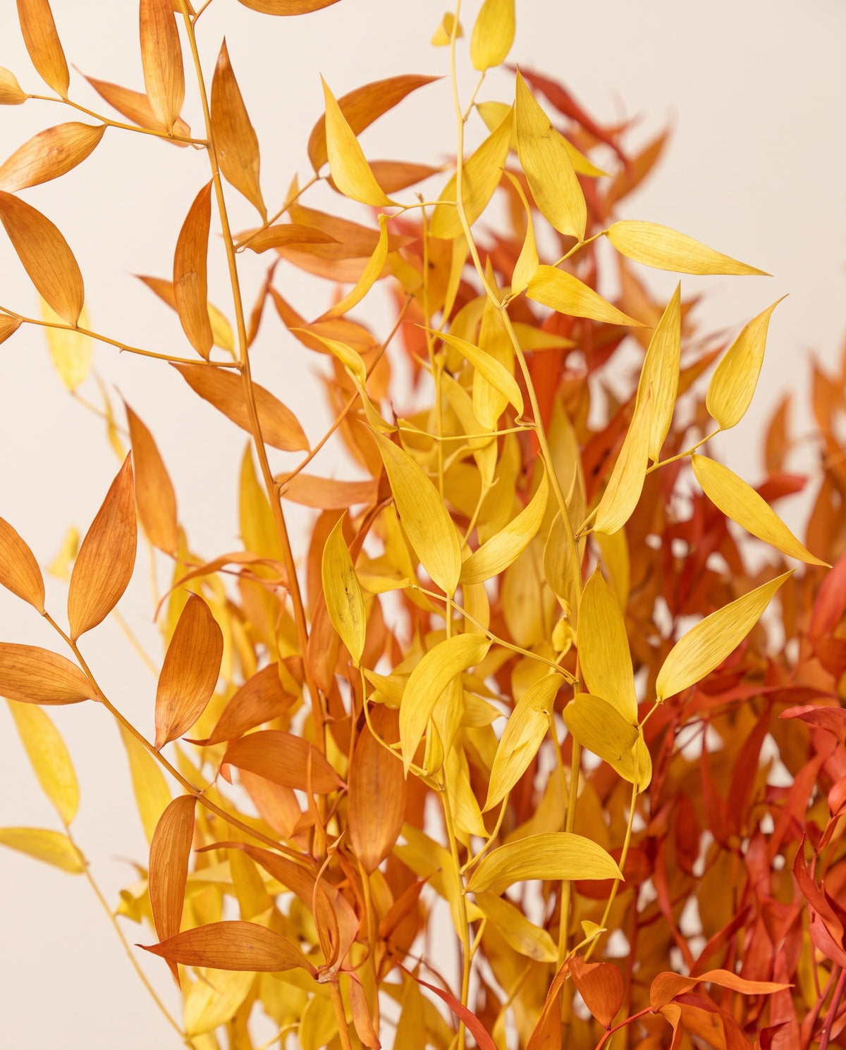 Detalle de cerca de ruscus preservado amarillo y naranja