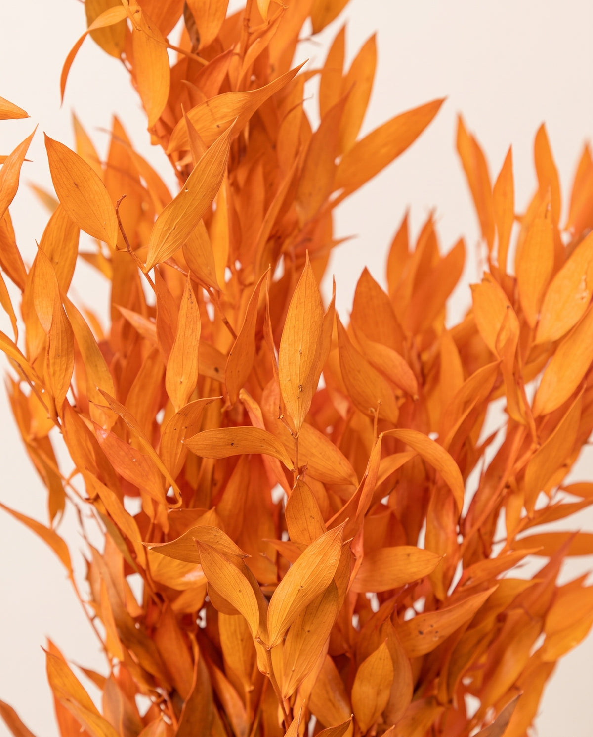 Detalle de cerca de ruscus preservado naranja