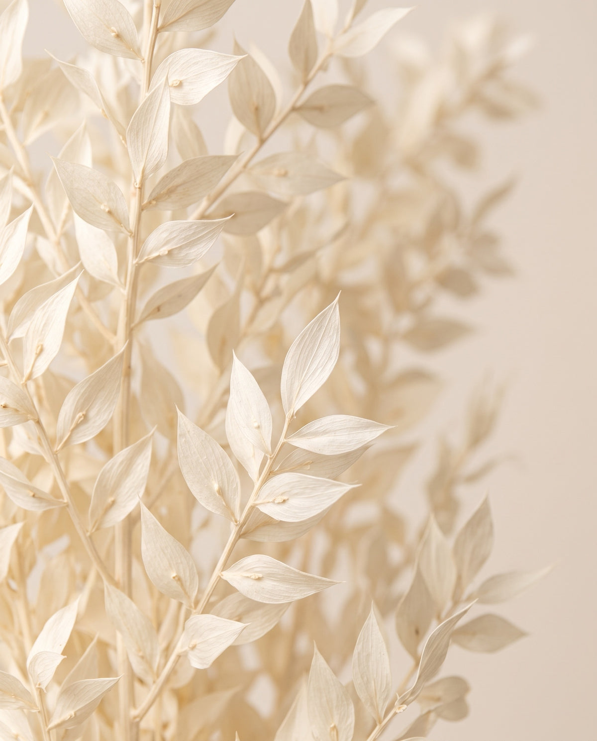 Detalle de cerca de ruscus preservado blanco