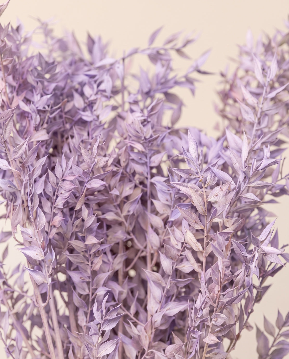 Detalle de cerca de ruscus preservado lavanda