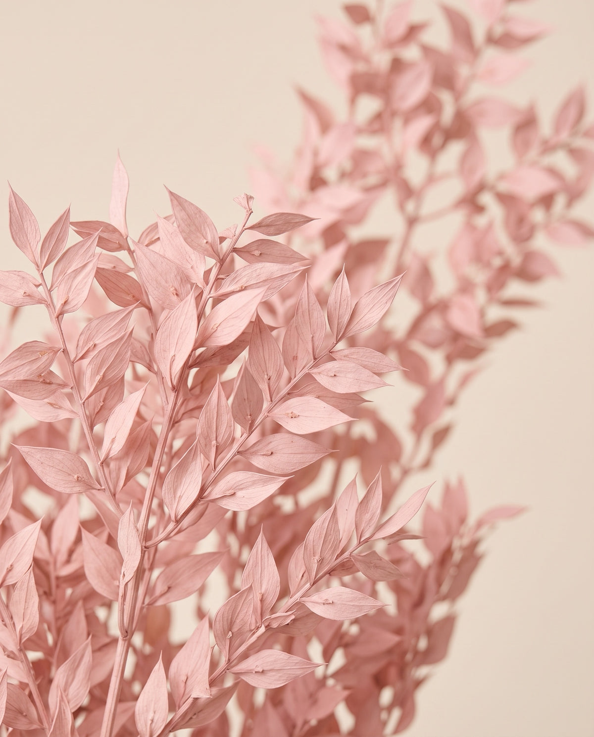Detalle de cerca de ruscus preservado rosa claro