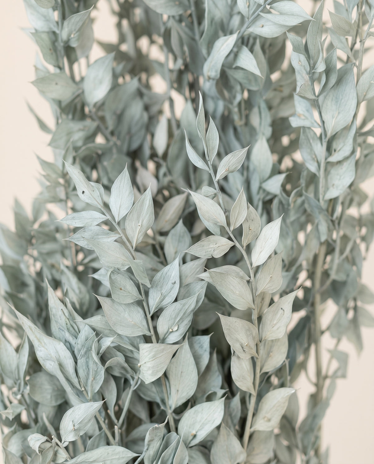 Detalle de cerca de ruscus preservado azul