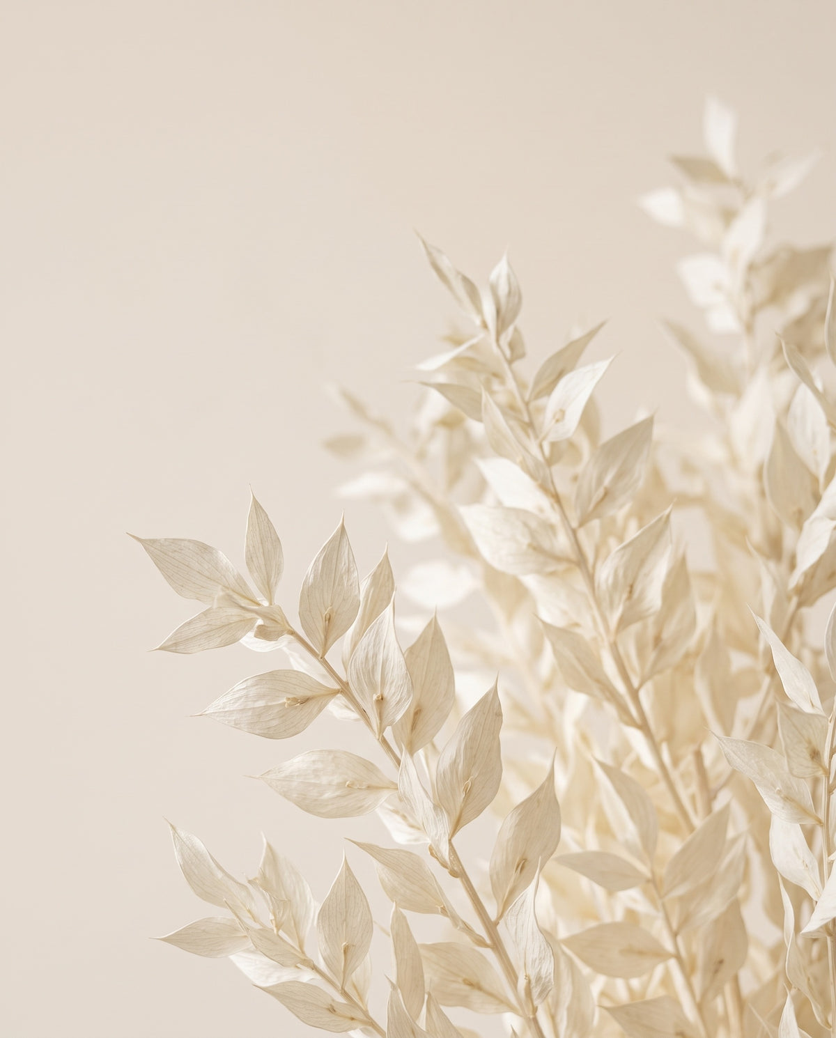 Detalle de cerca de ruscus preservado blanco
