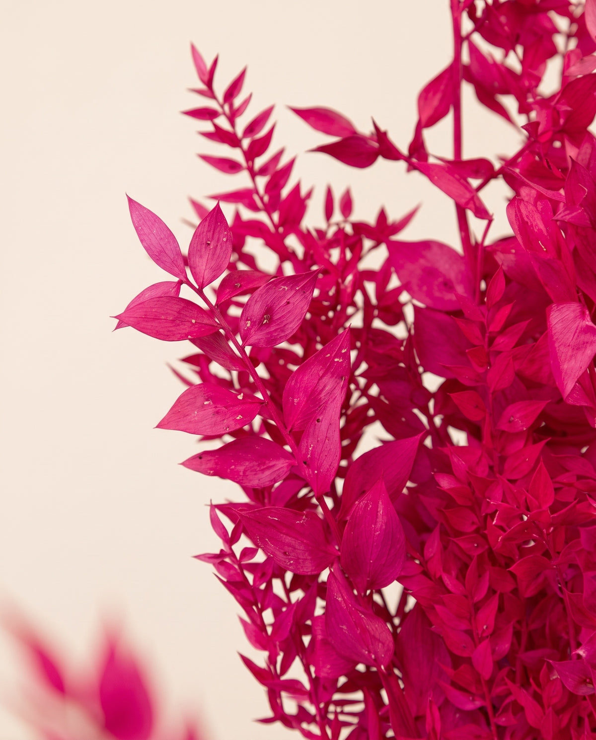 Detalle de cerca de ruscus preservado fucsia