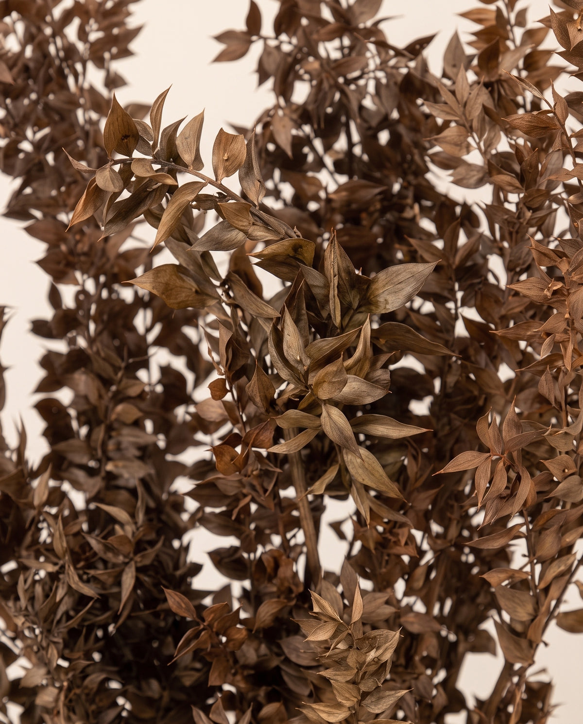 Detalle de cerca de ruscus preservado marrón