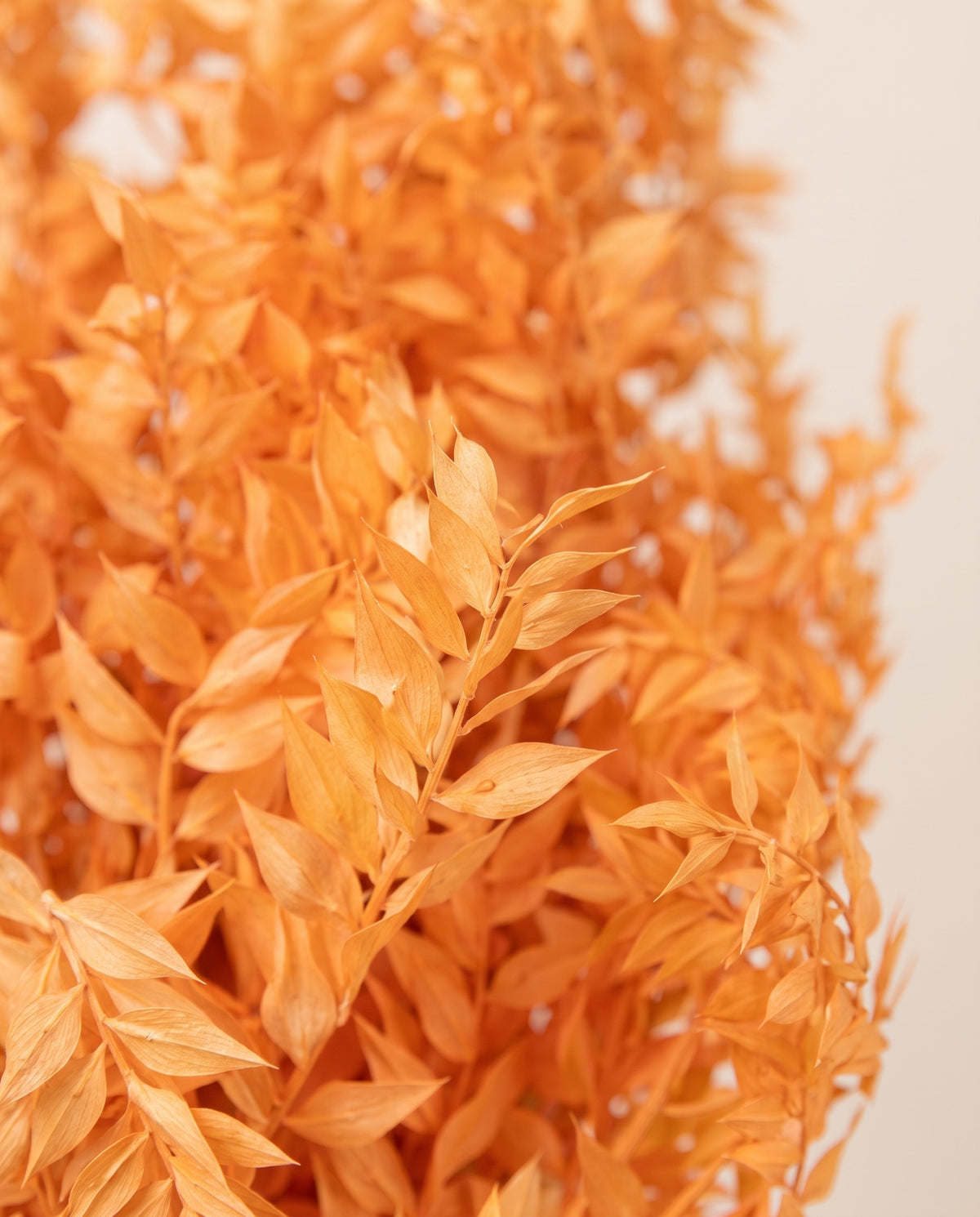Detalle de cerca de ruscus preservado naranja claro