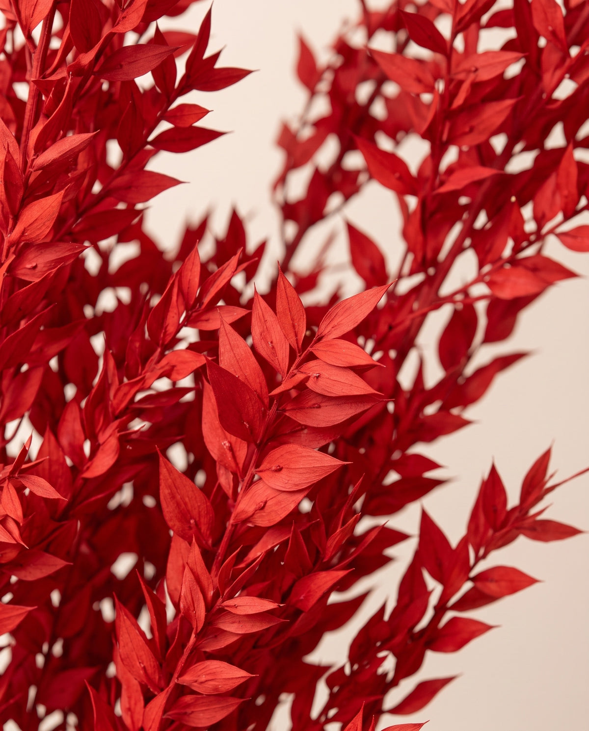 Detalle de cerca de ruscus preservado rojo