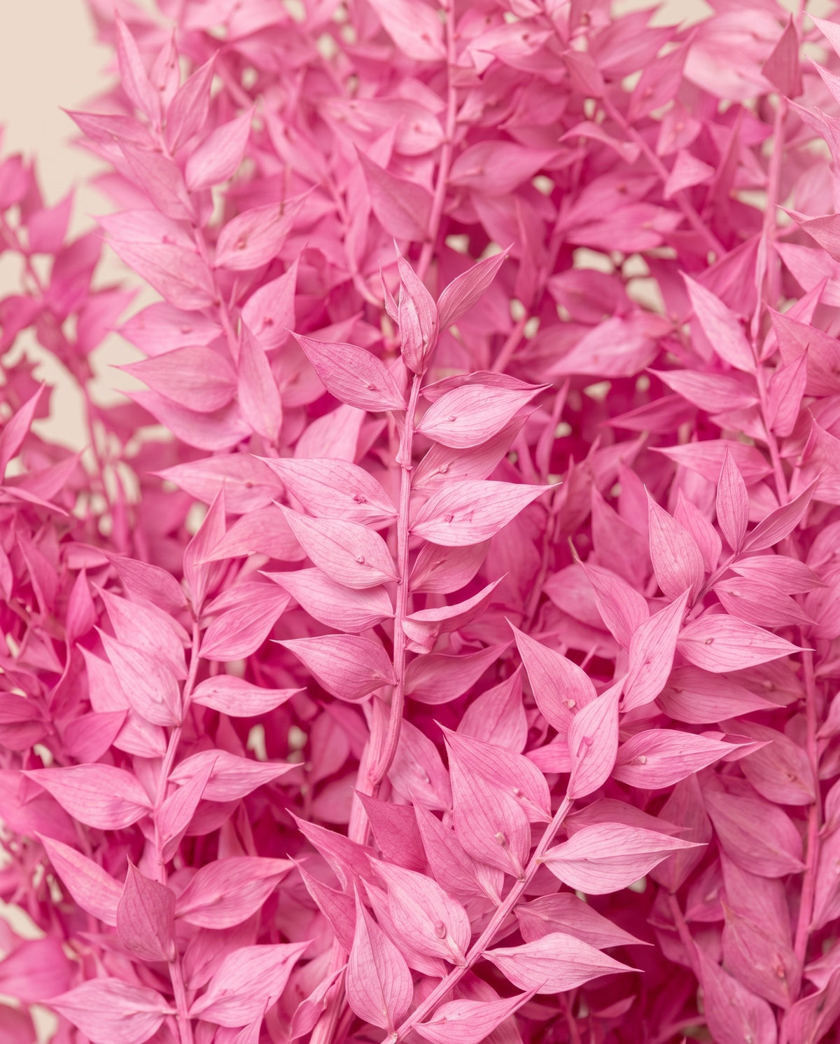 Detalle de cerca de ruscus preservado rosa