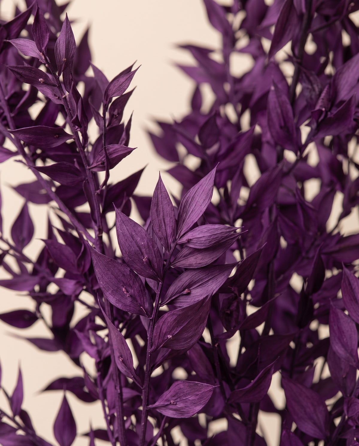 Detalle de cerca de ruscus seco morado.