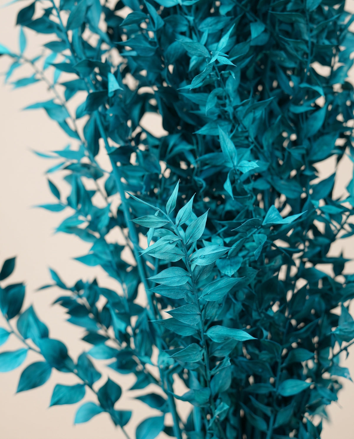 Detalle de cerca de ruscus seco turquesa.