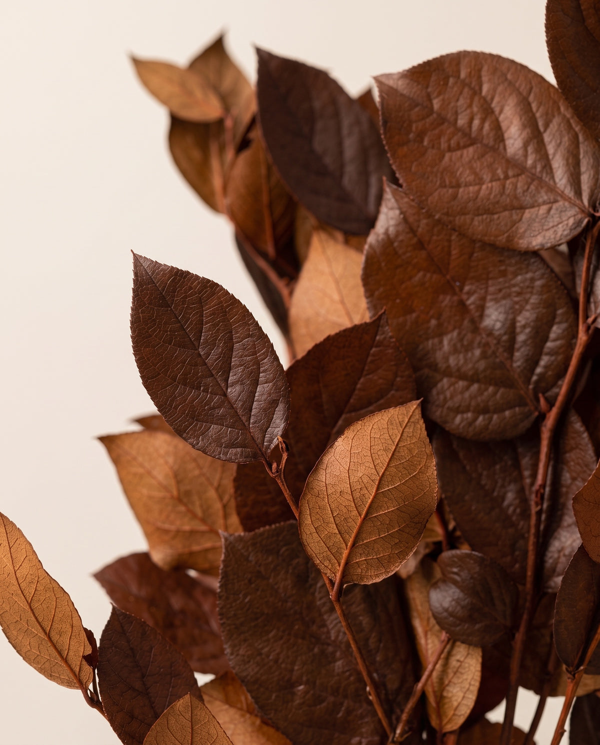 Detalle de cerca de salal preservado chocolate