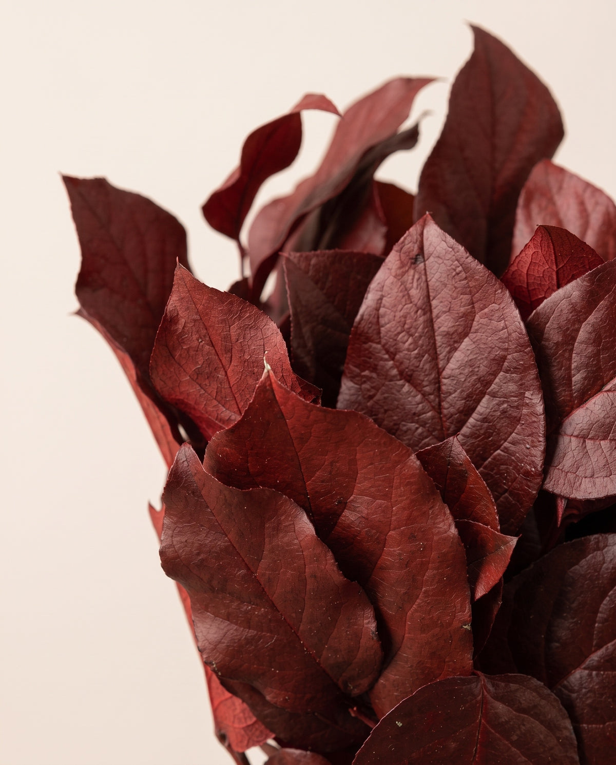 Detalle de cerca de salal preservado rojo