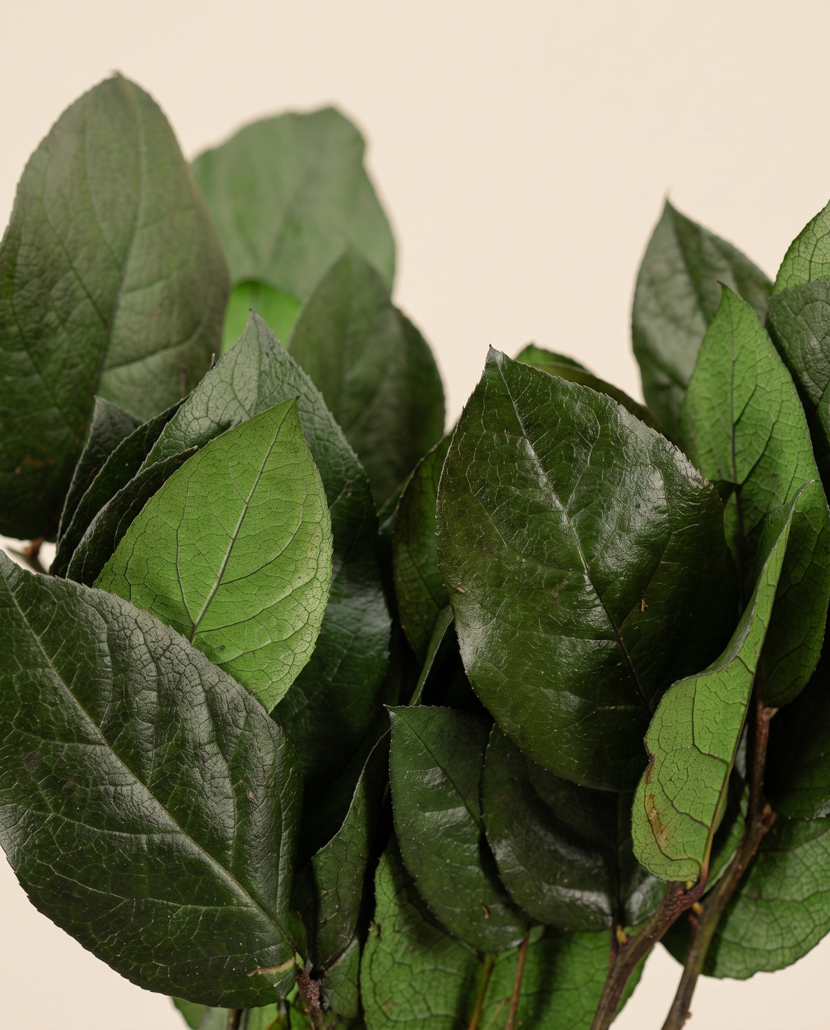 Detalle de cerca de salal preservado verde