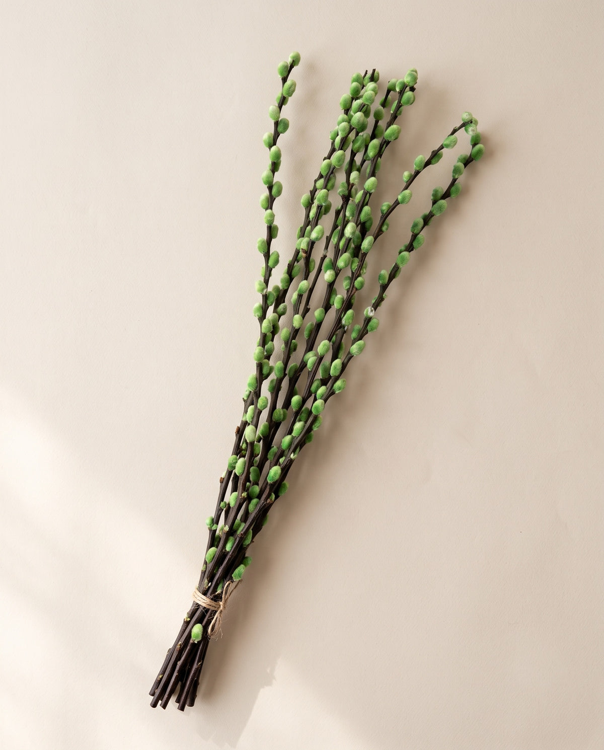 Salgueiro Snow Flake preservado verde, molho visto de cima