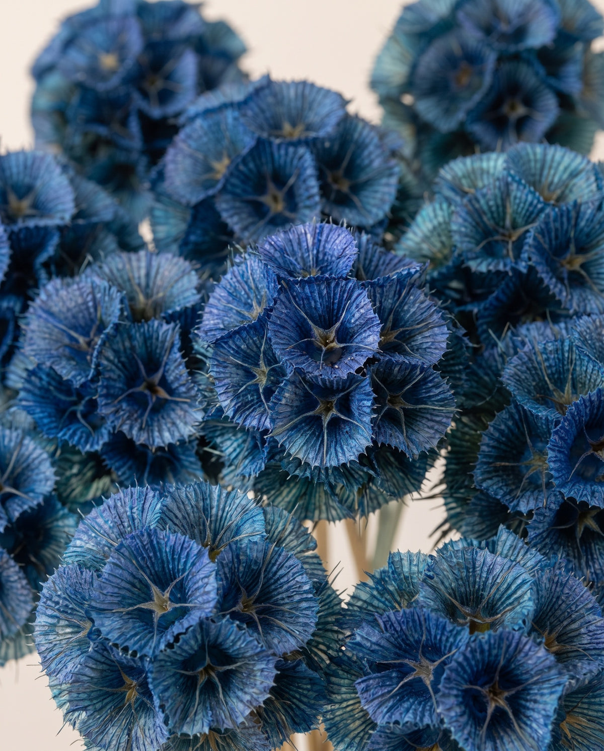 Detalhe de perto de escabiosa preservada azul.