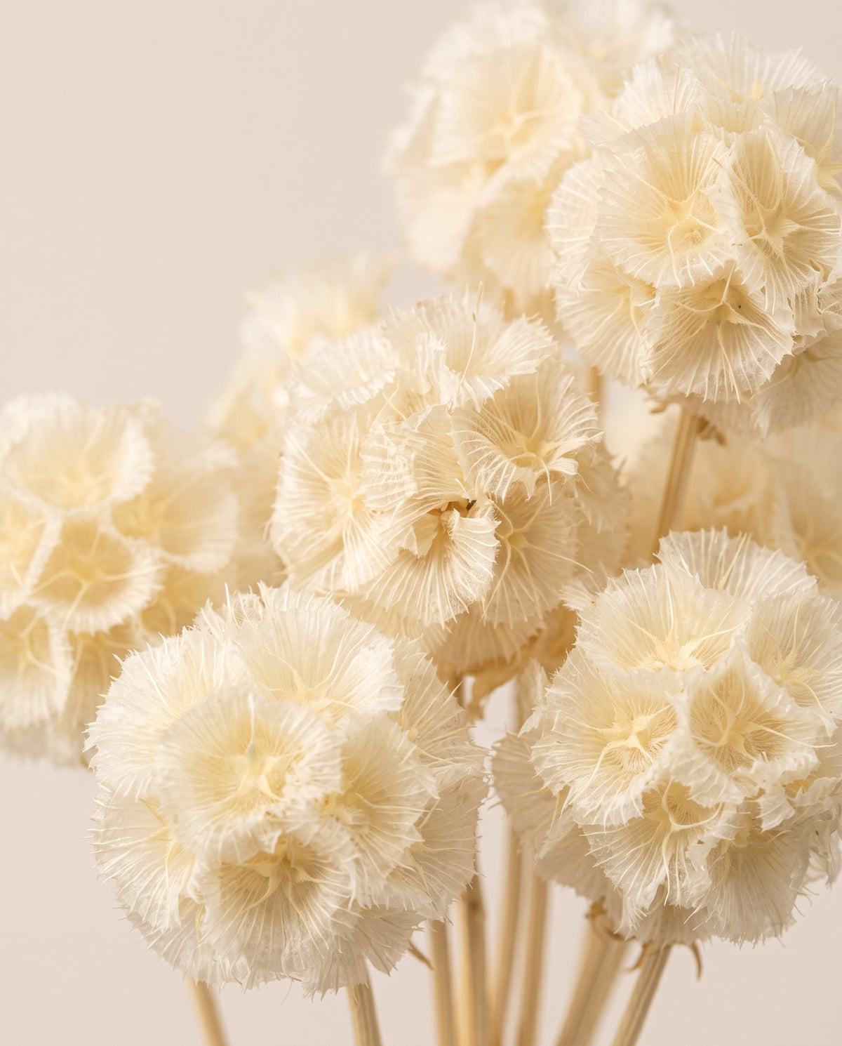 Detalle de cerca de scabiosa preservada blanca.