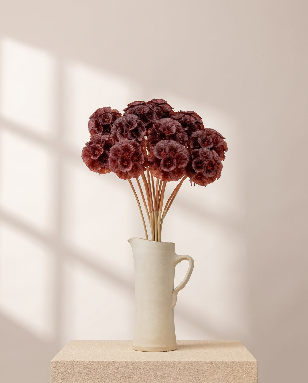 Scabiosa preservada burdeos en una jarra de cerámica crema. Jarra no incluida.