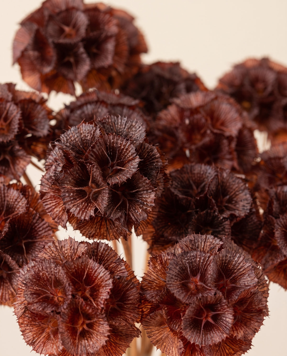 Detalle de cerca de scabiosa preservada burdeos.