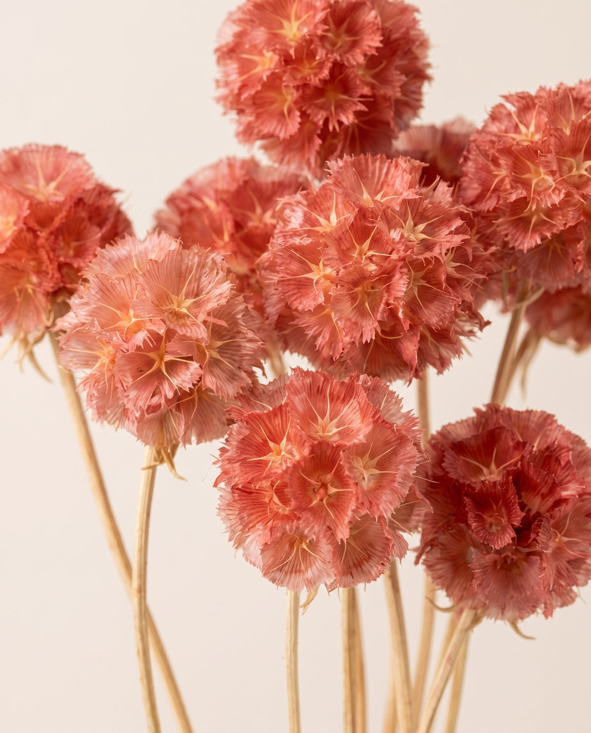 Detalle de cerca de scabiosa preservada fucsia.