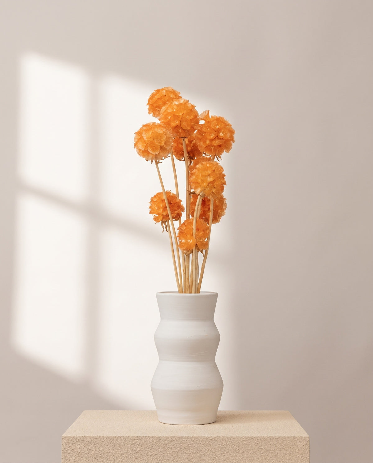Scabiosa preservada naranja en un jarrón de cerámica blanca. Jarrón no incluido.