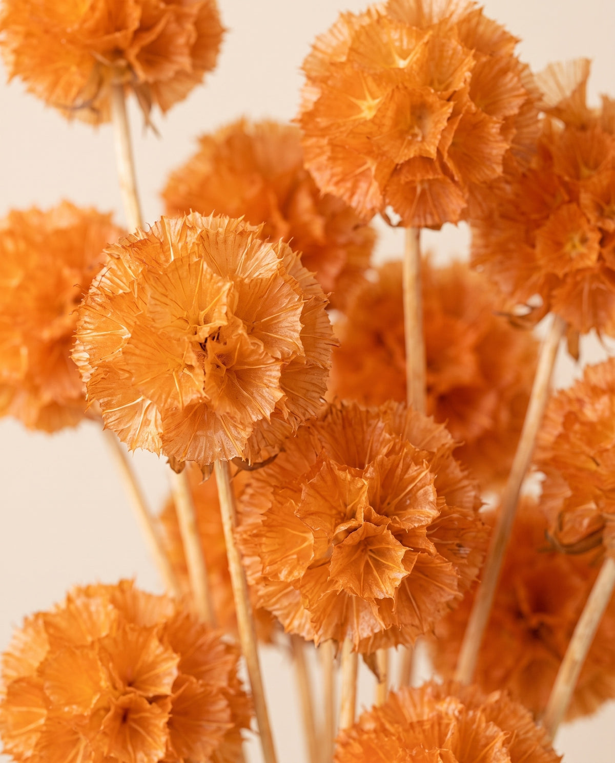 Detalle de cerca de scabiosa preservada naranja.
