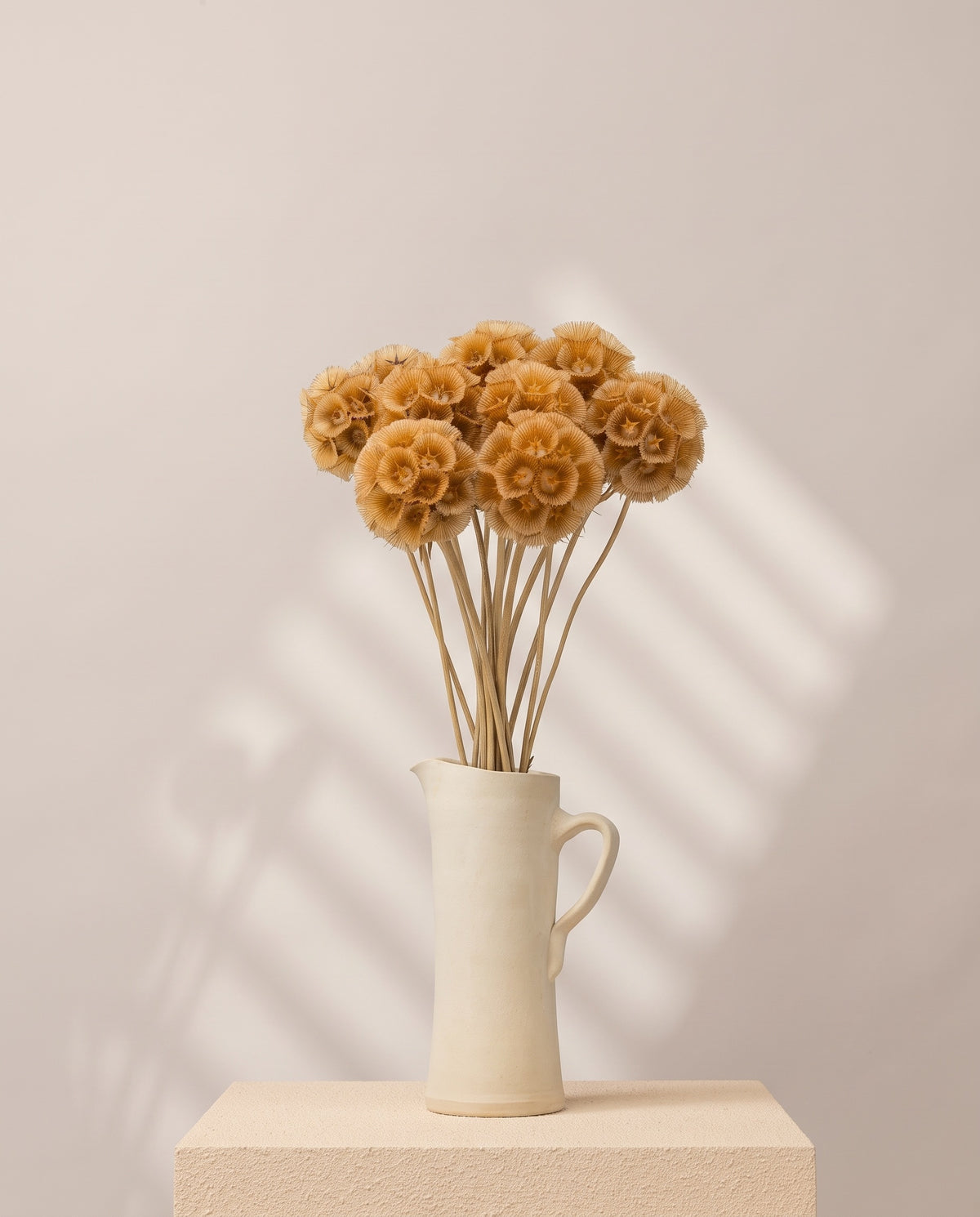 Scabiosa preservada natural en una jarra de cerámica crema. Jarra no incluida.