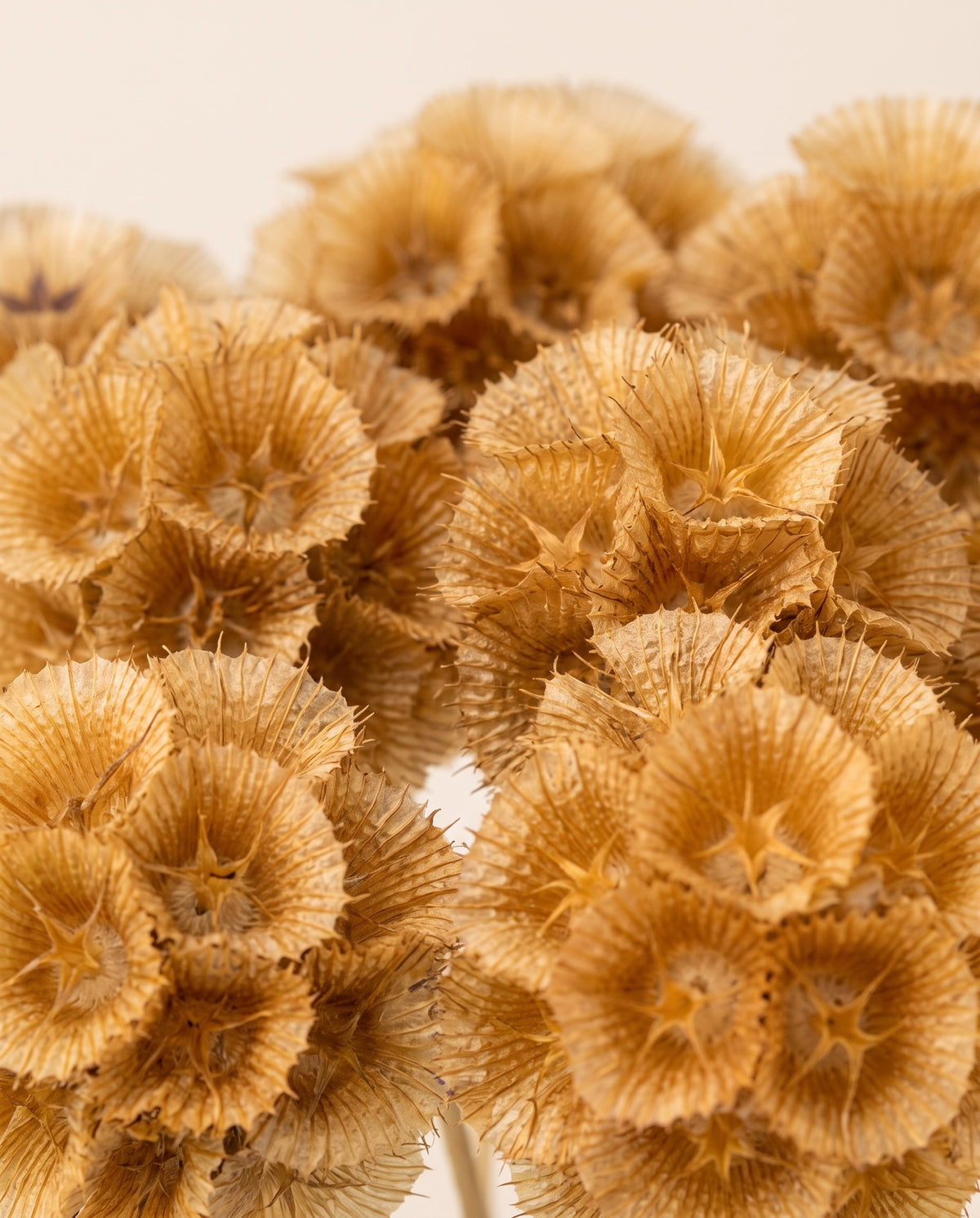 Detalle de cerca de scabiosa preservada natural.