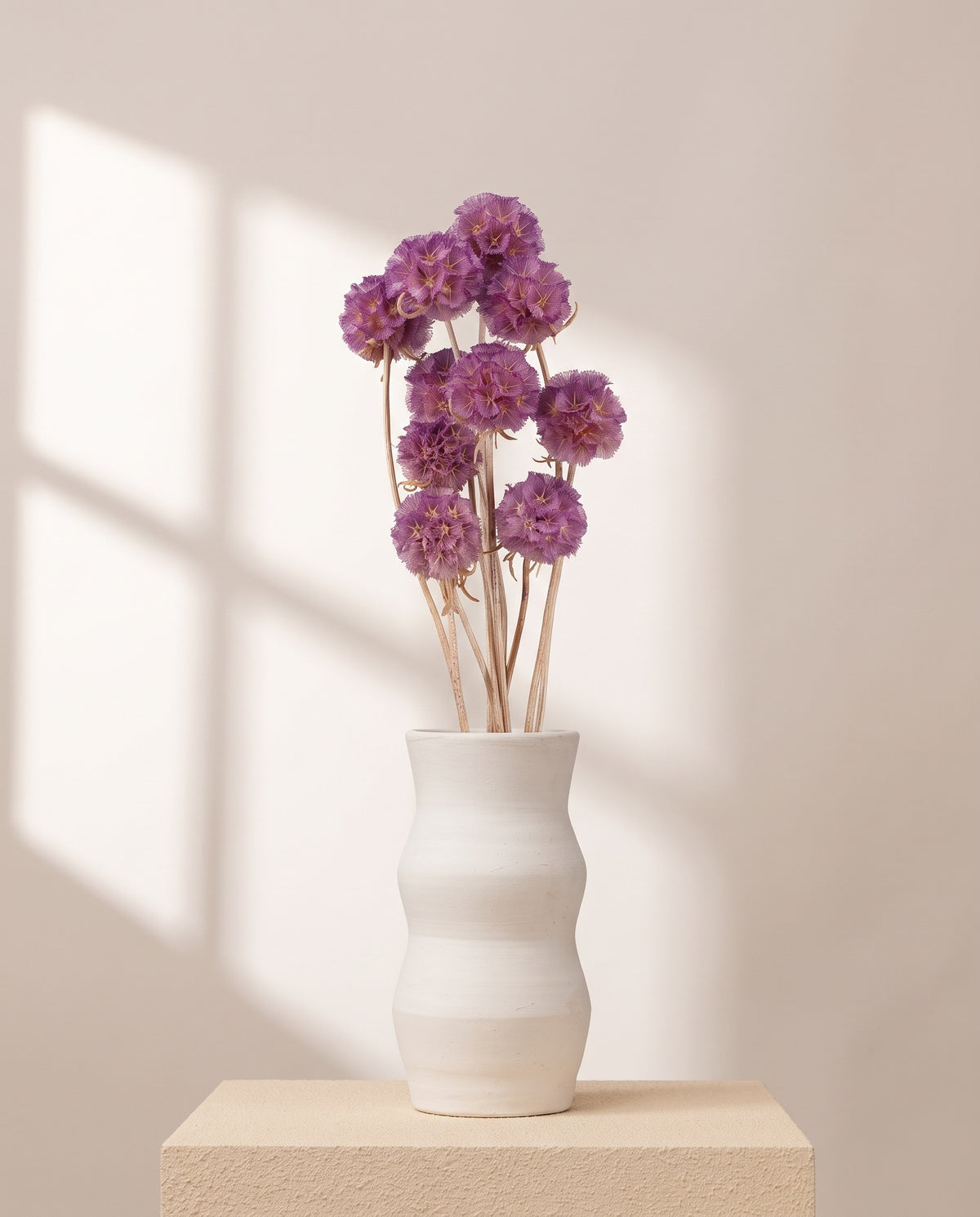 Scabiosa preservada púrpura en un jarrón de cerámica blanca. Jarrón no incluido.