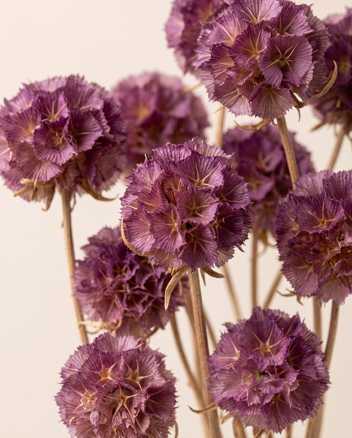 Detalle de cerca de scabiosa preservada púrpura.