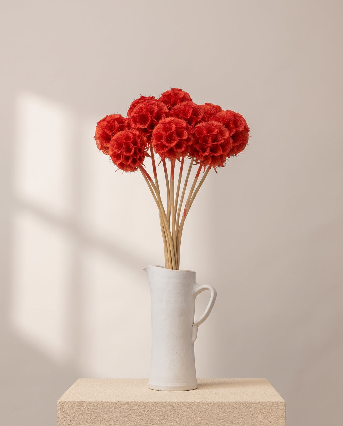 Scabiosa preservada roja en una jarra de cerámica crema. Jarra no incluida.