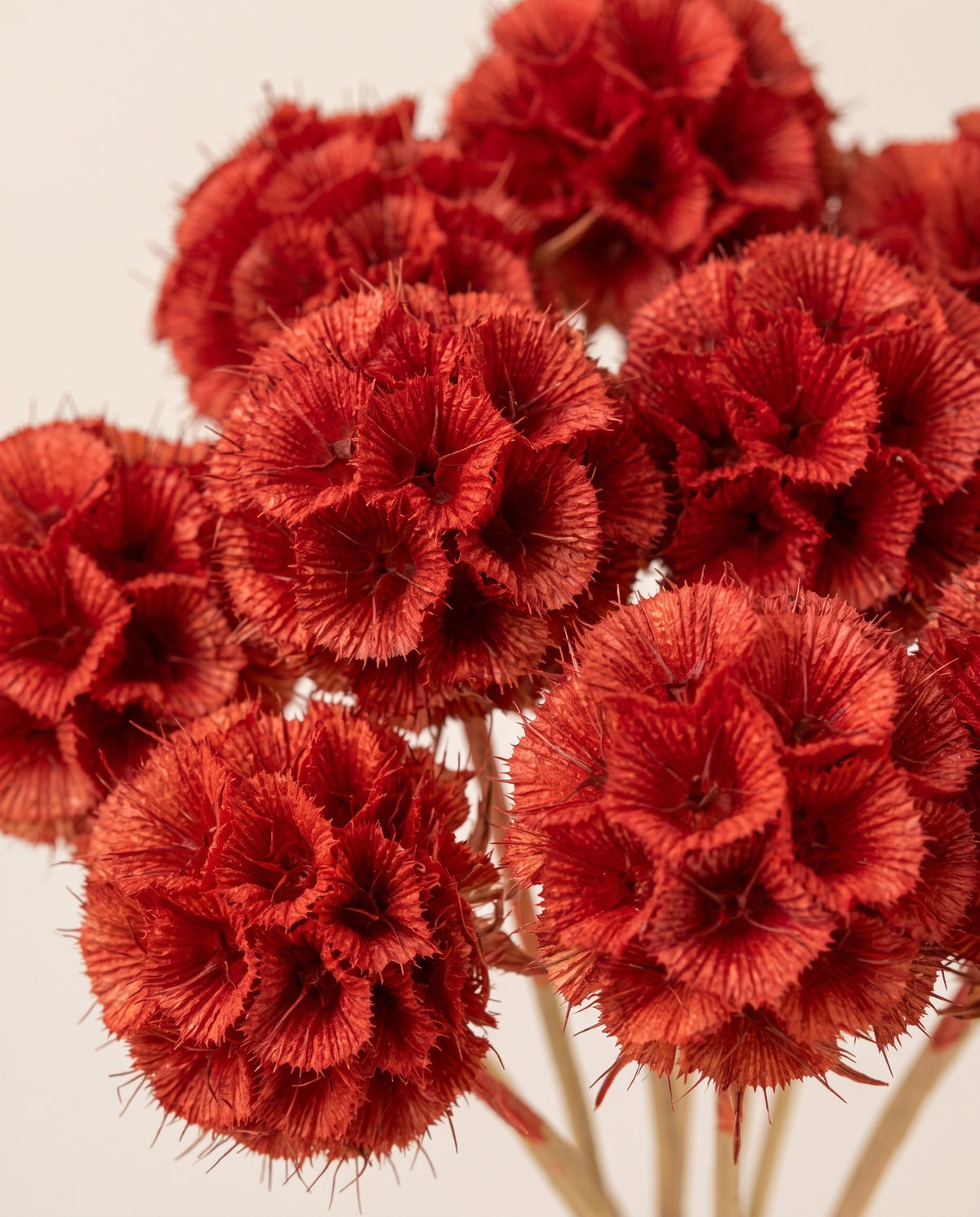 Detalle de cerca de scabiosa preservada roja.