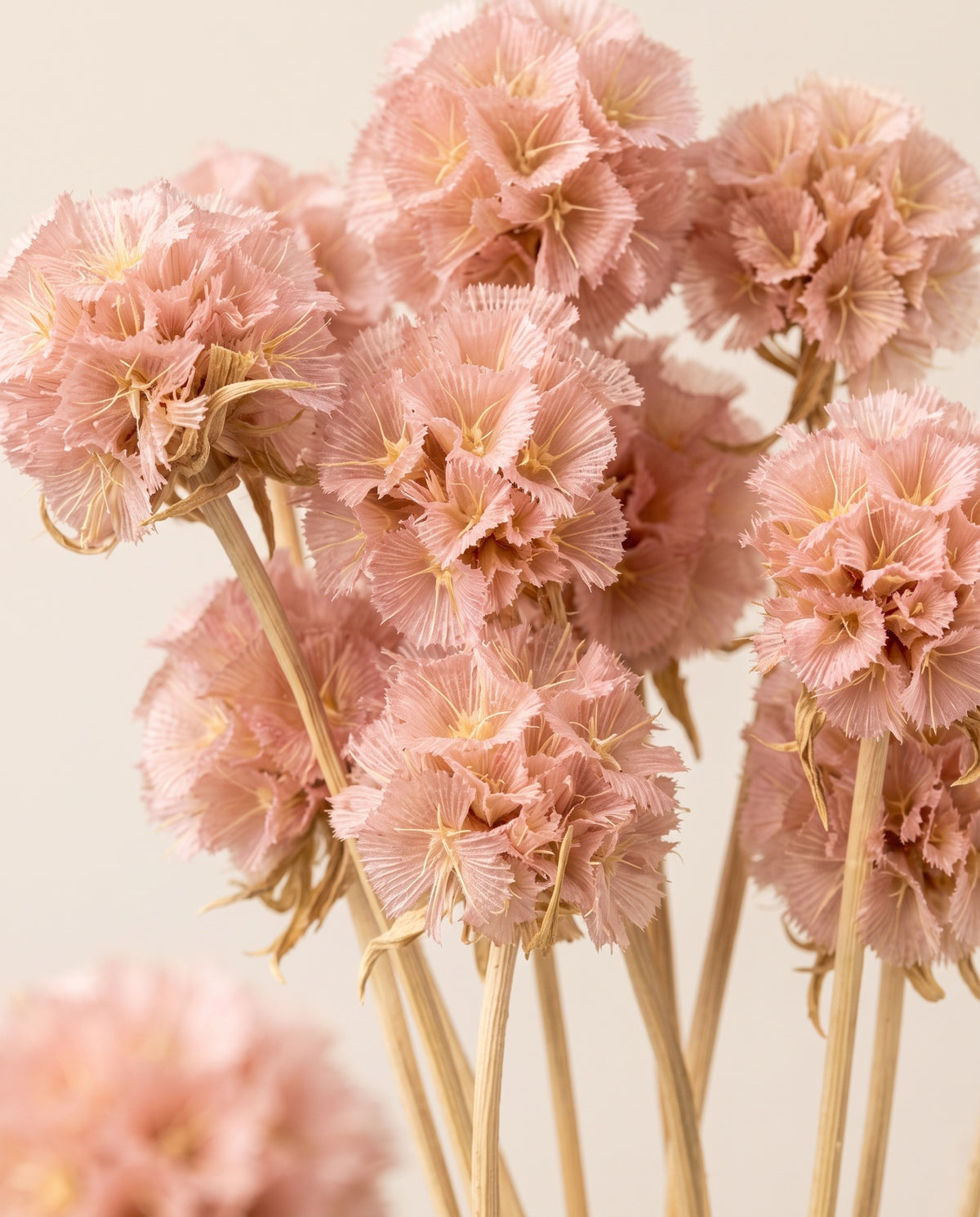 Detalhe de perto de escabiosa preservada rosa.