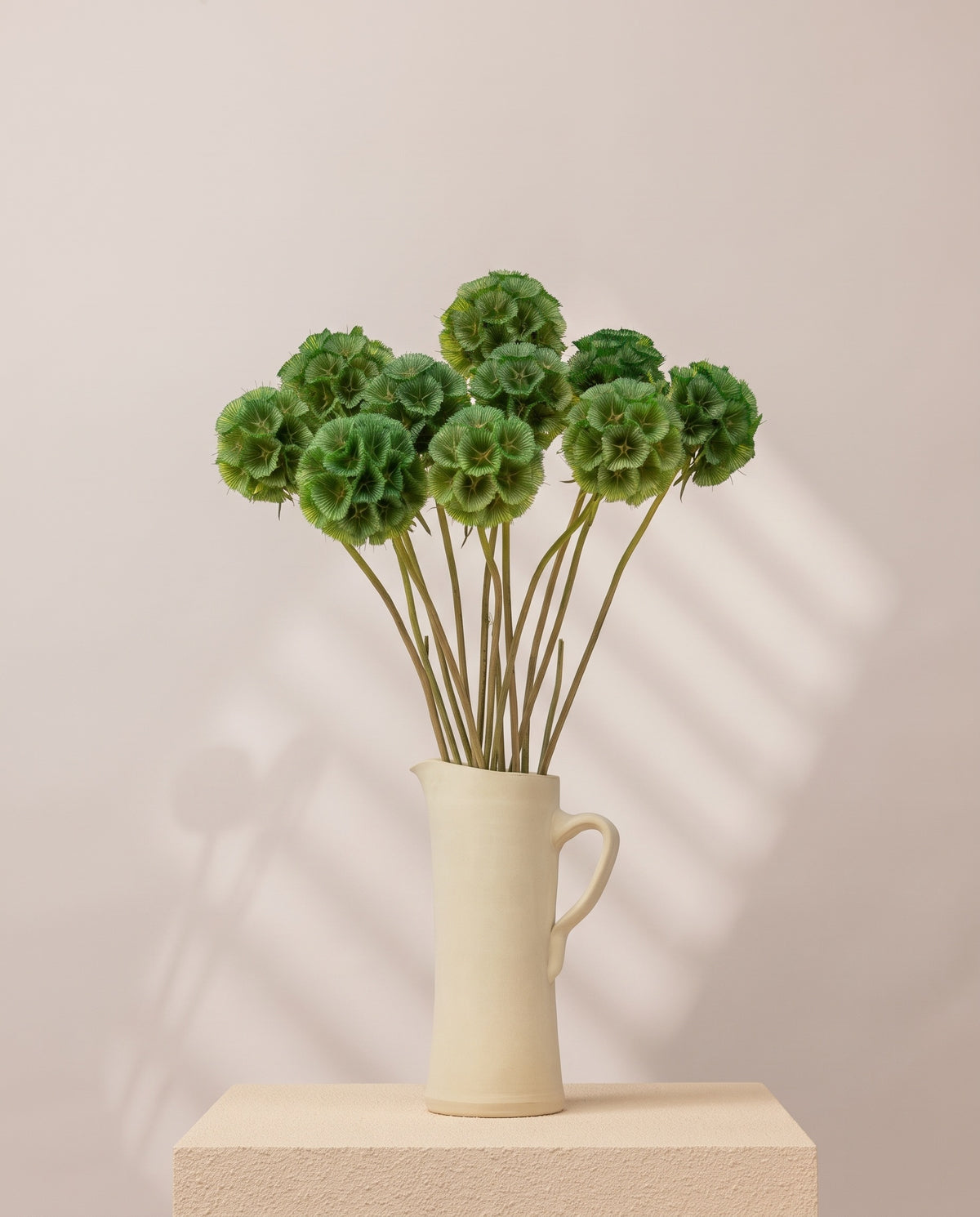 Scabiosa preservada verde en una jarra de cerámica crema. Jarra no incluida.