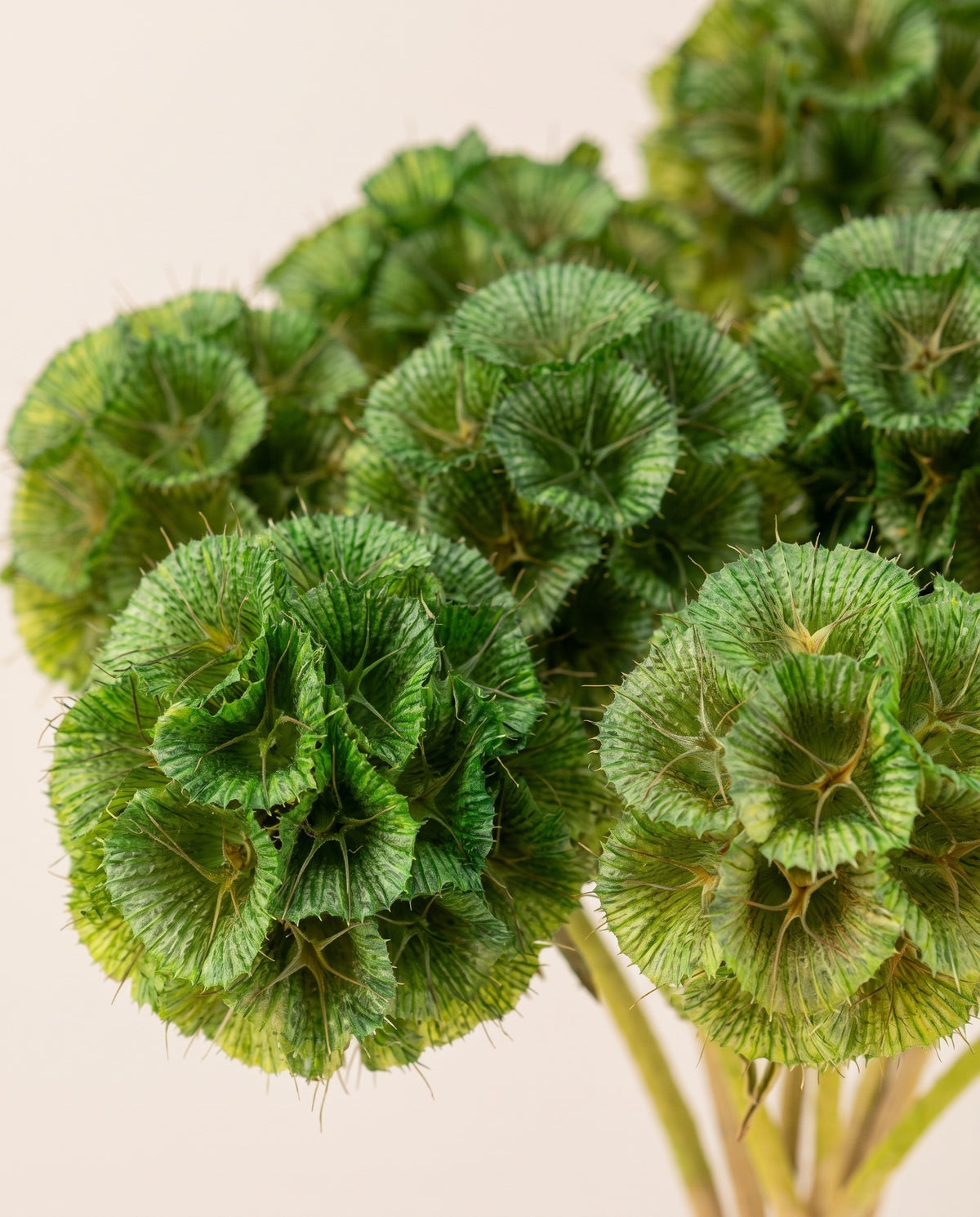 Detalle de cerca de scabiosa preservada verde.