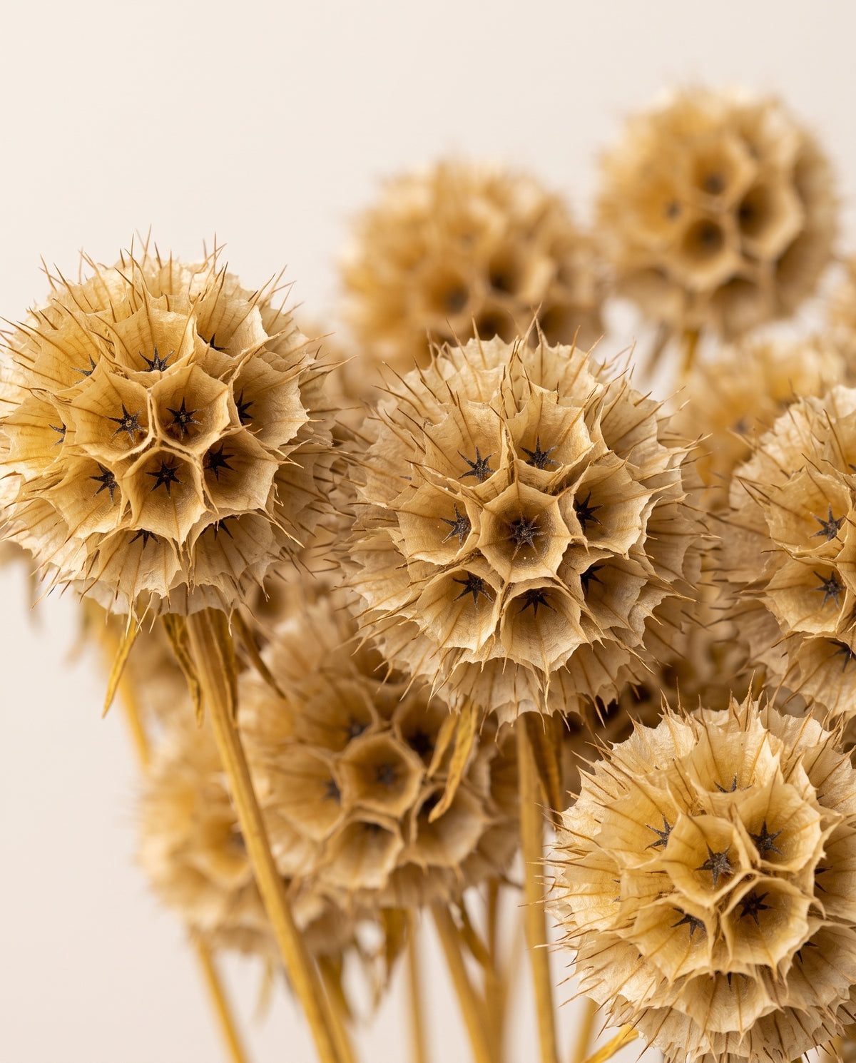 Detalle de cerca de scabiosa stellata preservada amarilla.