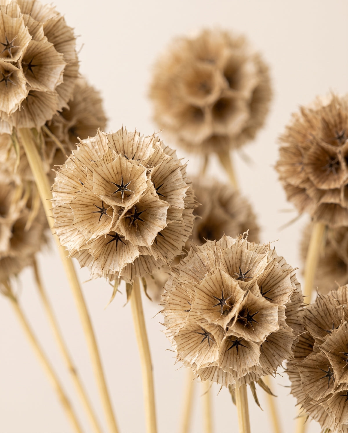 Detalle de cerca de scabiosa stellata preservada natural.